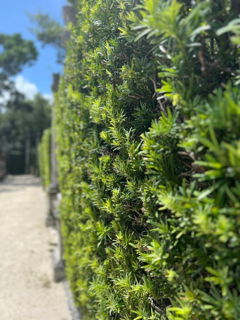 Podocarpus (Podocarpus macrophyllus) - PlantologyUSA - 3 Gallon