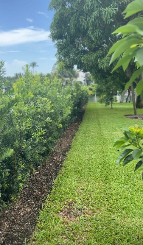 Podocarpus (Podocarpus macrophyllus) - PlantologyUSA - 3 Gallon