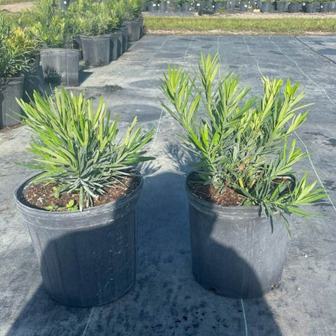 Podocarpus Pringles (Podocarpus pringlei) - PlantologyUSA - 2.5-3.5 feet