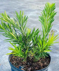 Podocarpus Pringles (Podocarpus pringlei) - PlantologyUSA - 2.5-3.5 feet