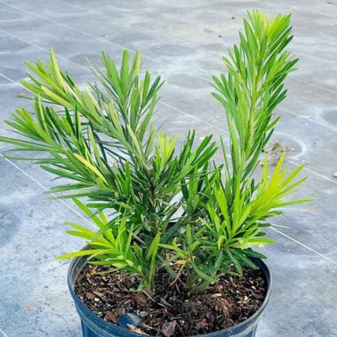 Podocarpus Pringles (Podocarpus pringlei) - PlantologyUSA - 2.5-3.5 feet