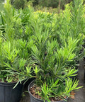 Podocarpus Pringles (Podocarpus pringlei) - PlantologyUSA - 3.5-4.5 feet
