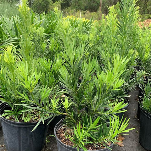 Podocarpus Pringles (Podocarpus pringlei) - PlantologyUSA - 3.5-4.5 feet