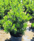 Podocarpus Pringles (Podocarpus pringlei) - PlantologyUSA - 3.5-4.5 feet