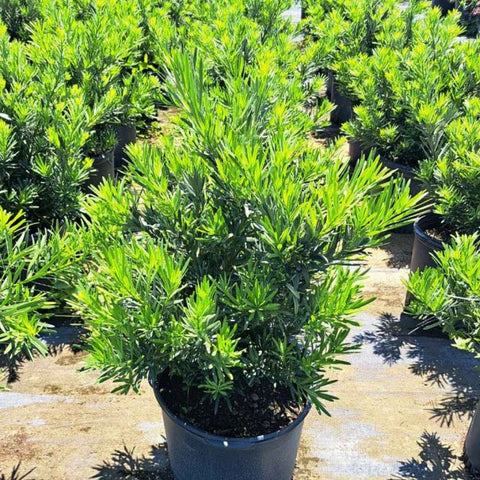 Podocarpus Pringles (Podocarpus pringlei) - PlantologyUSA - 3.5-4.5 feet