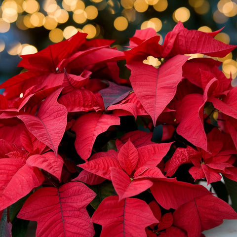 Poinsettia (Euphorbia pulcherrima) - PlantologyUSA - Large