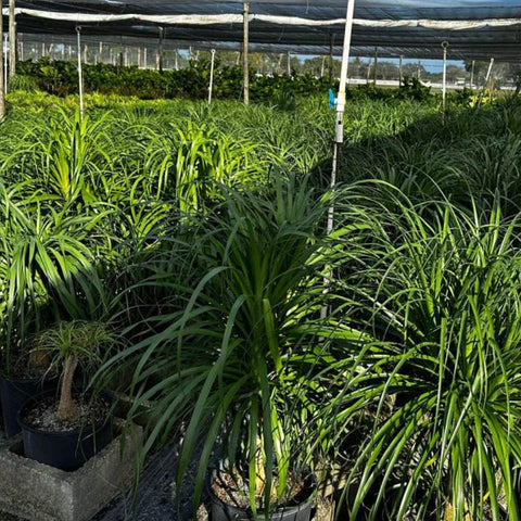 Ponytail Palm (Beaucarnea guatemalensis) - PlantologyUSA - 3 gallon