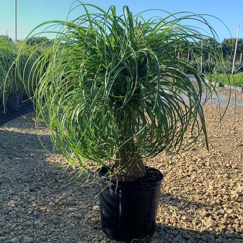 Ponytail Palm (Beaucarnea guatemalensis) - PlantologyUSA - 3 gallon