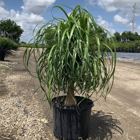 Ponytail Palm (Beaucarnea guatemalensis) - PlantologyUSA - 3 gallon