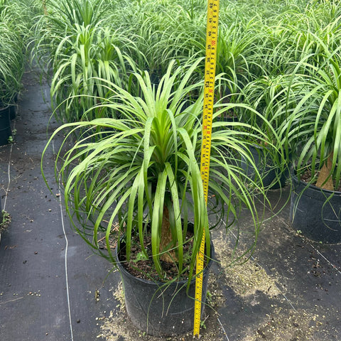 Ponytail Palm (Beaucarnea guatemalensis) - PlantologyUSA - 3 gallon
