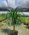 Ponytail Palm (Beaucarnea guatemalensis) - PlantologyUSA - 7 gallon