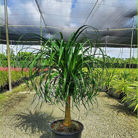 Ponytail Palm (Beaucarnea guatemalensis) - PlantologyUSA - 7 gallon