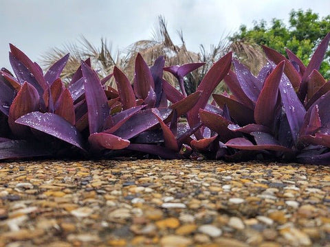 Purple Queen (Tradescantia Pallida Purpurea) - PlantologyUSA - Small