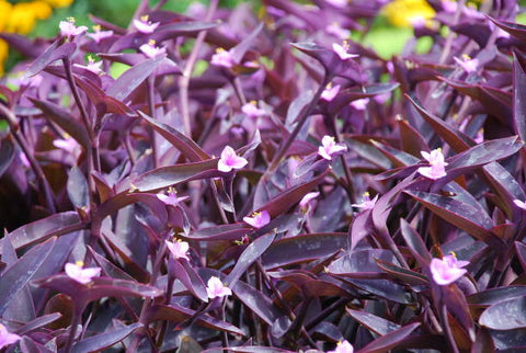 Purple Queen (Tradescantia Pallida Purpurea) - PlantologyUSA - Small