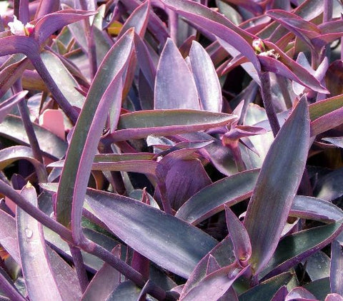 Purple Queen (Tradescantia Pallida Purpurea) - PlantologyUSA - Small