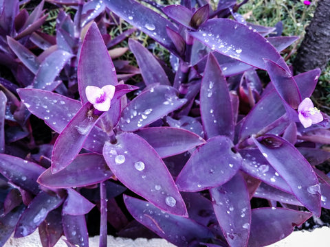 Purple Queen (Tradescantia Pallida Purpurea) - PlantologyUSA - Small