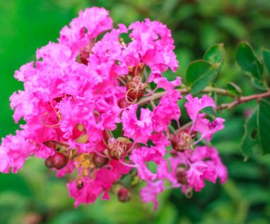 Queen Crepe Myrtle (Lagerstroemia Speciosa) - PlantologyUSA - 3-4 feet