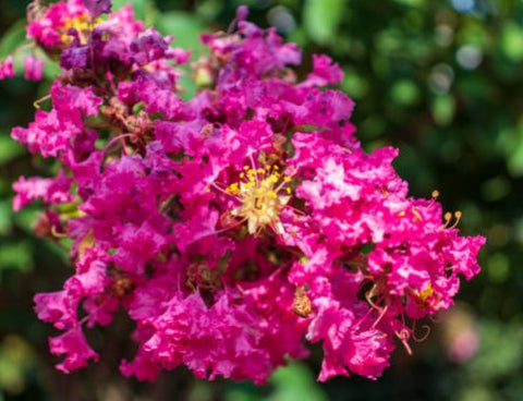 Queen Crepe Myrtle (Lagerstroemia Speciosa) - PlantologyUSA - 3-4 feet