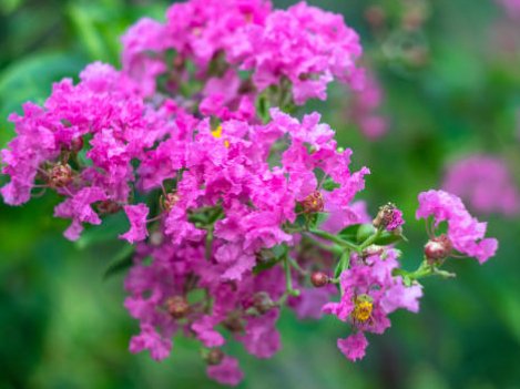Queen Crepe Myrtle (Lagerstroemia Speciosa) - PlantologyUSA - 3-4 feet