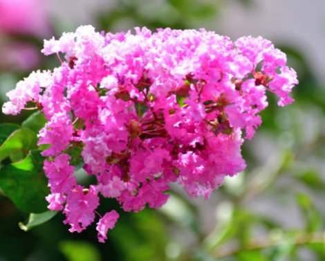 Queen Crepe Myrtle (Lagerstroemia Speciosa) - PlantologyUSA - 3-4 feet