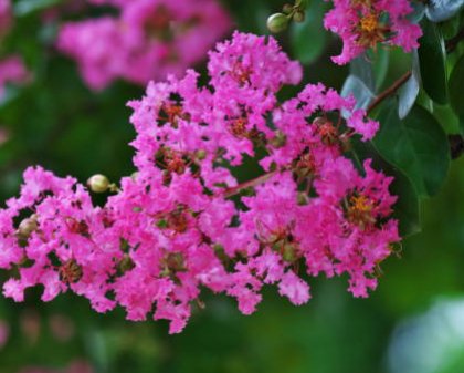 Queen Crepe Myrtle (Lagerstroemia Speciosa) - PlantologyUSA - 3-4 feet