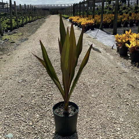 Queen Emma (Crinum Augustum 'Queen Emma') - PlantologyUSA - 3 gallon