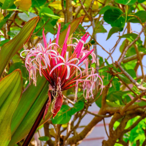 Queen Emma (Crinum Augustum 'Queen Emma') - PlantologyUSA - 3 gallon