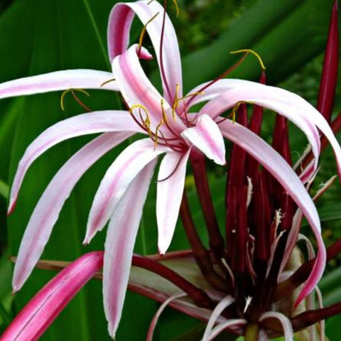 Queen Emma (Crinum Augustum 'Queen Emma') - PlantologyUSA - 3 gallon