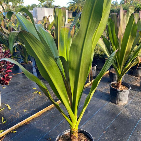 Queen Emma (Crinum Augustum 'Queen Emma') - PlantologyUSA - 7 gallon