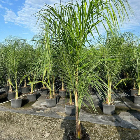 Queen Palm (Syagrus romanzoffiana) - PlantologyUSA - 3-4 feet