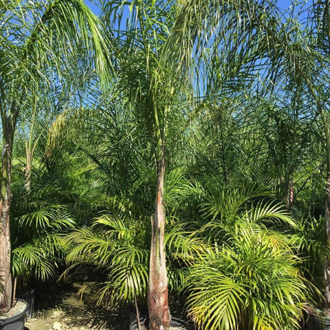 Queen Palm (Syagrus romanzoffiana) - PlantologyUSA - 3-4 feet