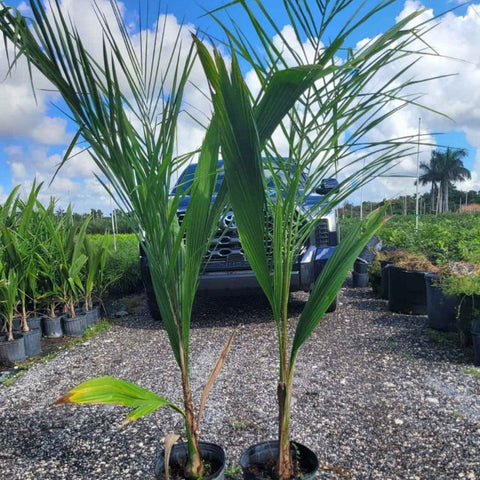 Queen Palm (Syagrus romanzoffiana) - PlantologyUSA - 3-4 feet