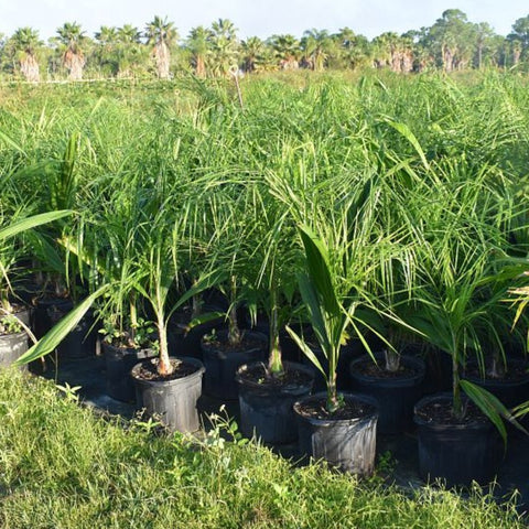 Queen Palm (Syagrus romanzoffiana) - PlantologyUSA - 3-4 feet