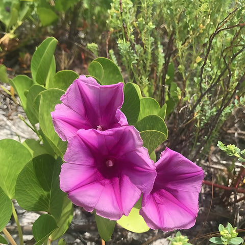 Railroad Vine (Ipomoea Pes-Caprae) - PlantologyUSA - 3 Gallon