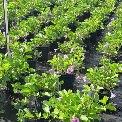 Railroad Vine (Ipomoea Pes-Caprae) - PlantologyUSA - 3 Gallon