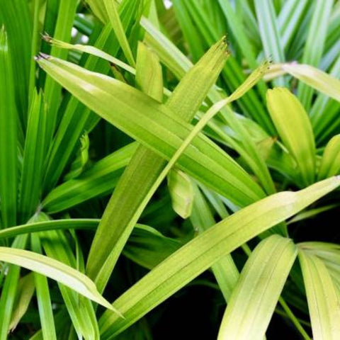 Ralphis Palm (Raphidophyllum) - PlantologyUSA - 2-3.5 feet