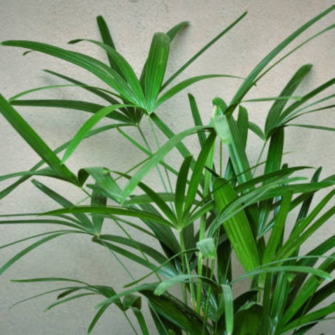Ralphis Palm (Raphidophyllum) - PlantologyUSA - 2-3.5 feet