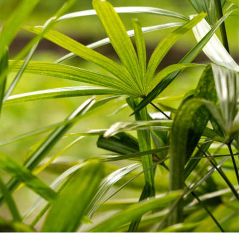 Ralphis Palm (Raphidophyllum) - PlantologyUSA - 2-3.5 feet