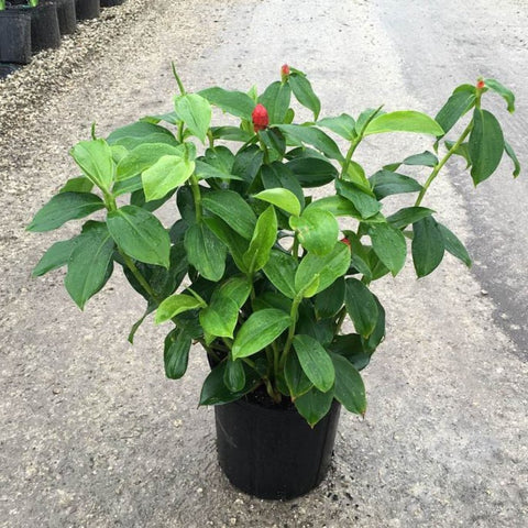 Red Button Ginger (Costus Woodsonii) - PlantologyUSA - 3 Gallon