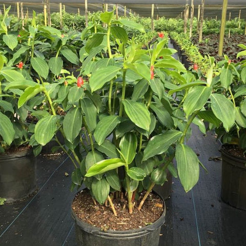 Red Button Ginger (Costus Woodsonii) - PlantologyUSA - 3 Gallon