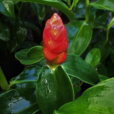 Red Button Ginger (Costus Woodsonii) - PlantologyUSA - 3 Gallon