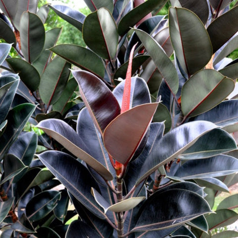 Rubber Plant (Ficus Elastica 'Burgundy') - PlantologyUSA - 3 Gallon