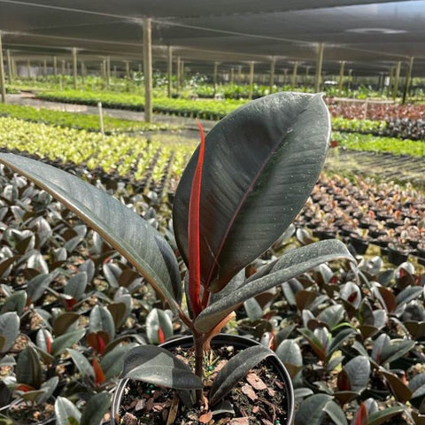 Rubber Plant (Ficus Elastica 'Burgundy') - PlantologyUSA - 7 Gallon