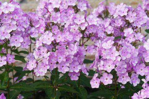 Ruellia Dwarf Purple (Ruellia brittoniana) - PlantologyUSA - Medium 8-12"