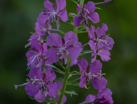 Ruellia Dwarf Purple (Ruellia brittoniana) - PlantologyUSA - Medium 8-12"