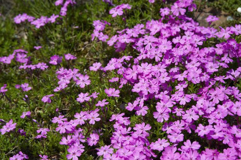 Ruellia Dwarf Purple (Ruellia brittoniana) - PlantologyUSA - Medium 8-12"