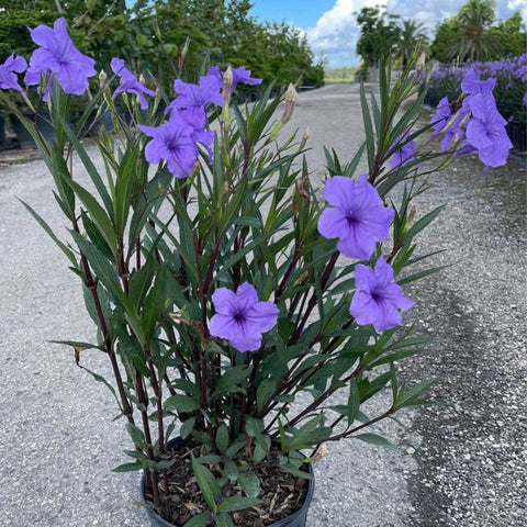 Ruellia Purple Shower (Ruellia brittoniana 'Purple Showers') - PlantologyUSA - 3 Gallon