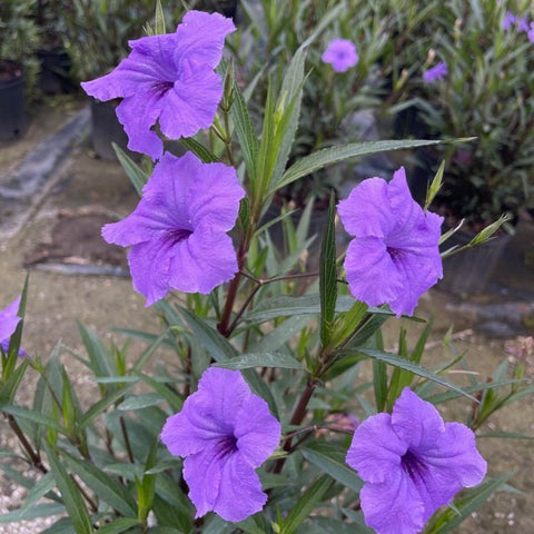 Ruellia Purple Shower (Ruellia brittoniana 'Purple Showers') - PlantologyUSA - 3 Gallon