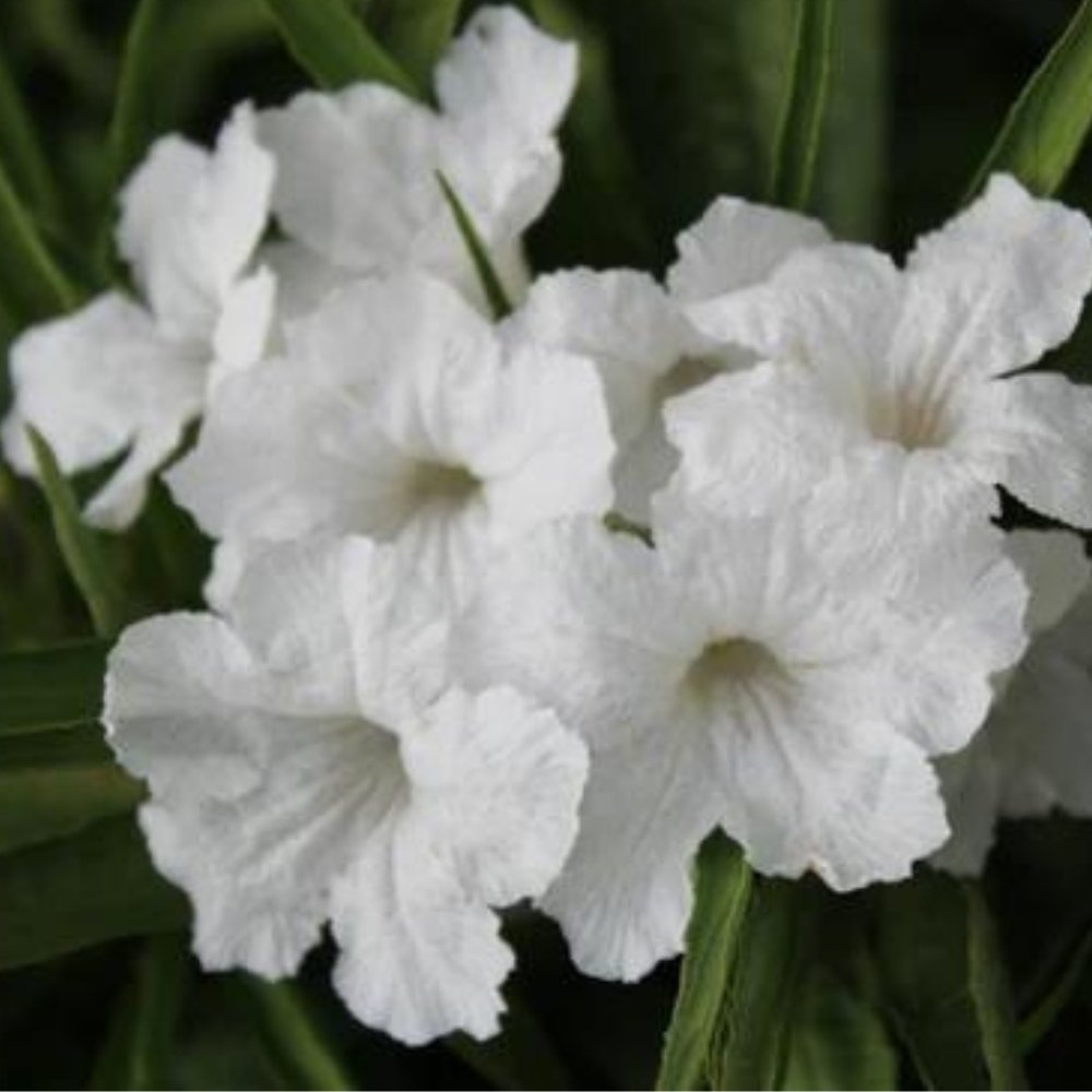 Ruellia White Shower for Sale | PlantologyUSA.com – Plantology USA