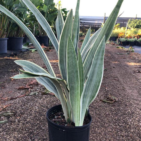 Sansevieria Sayuri (Sansevieria Trifasciata 'Sayuri') - PlantologyUSA - 3 Gallon